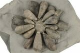 Jurassic Fossil Urchin (Firmacidaris) - Amellago, Morocco #194864-1